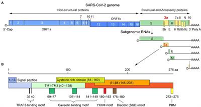 Understanding the Role of SARS-CoV-2 ORF3a in Viral Pathogenesis and COVID-19